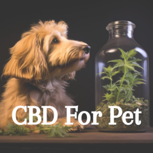 CBD For Dogs